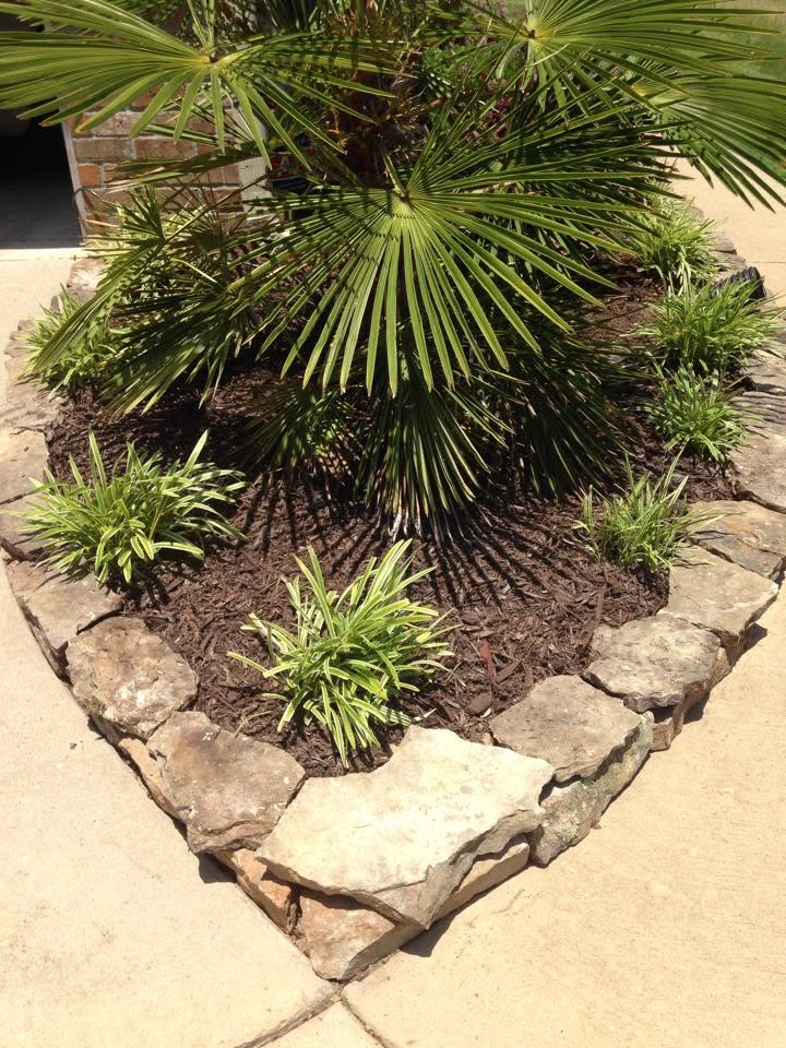 Fan palm anchored in a curved stone-edged planting bed with fresh mulch and low border plantings