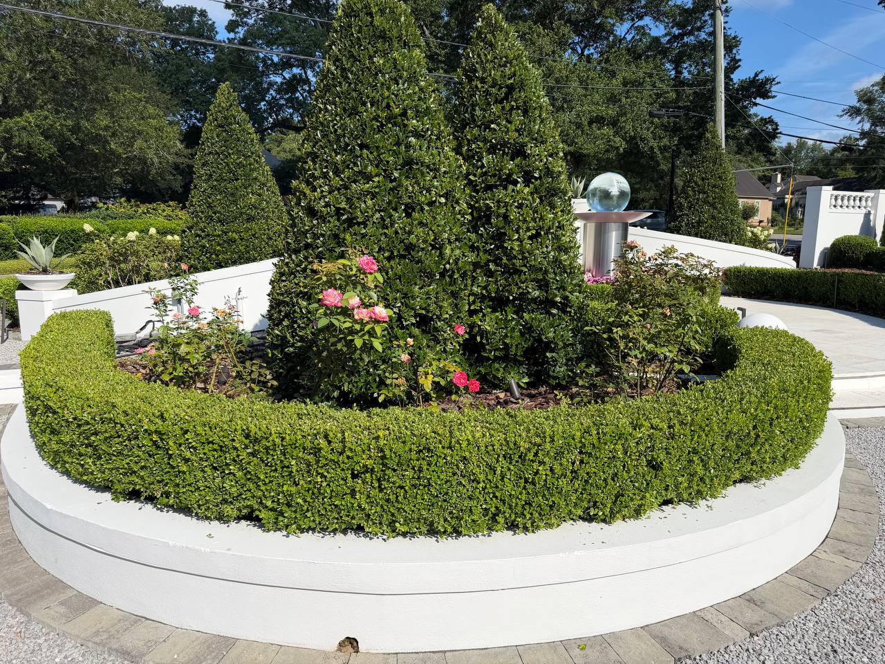 Wide formal planting bed with a curved trimmed hedge enclosing roses and tall sculpted evergreens