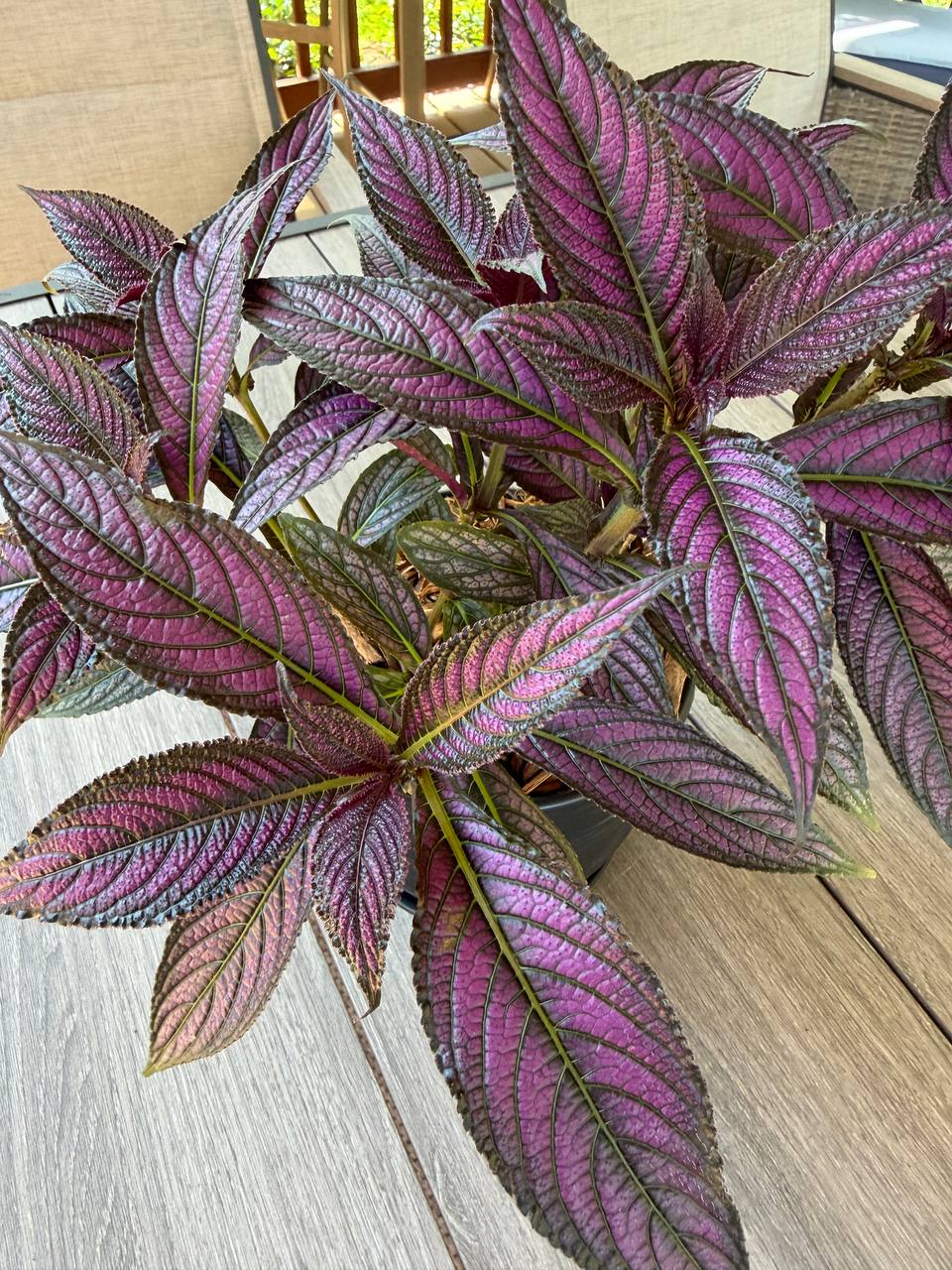 Seasonal color and planter project photo 10