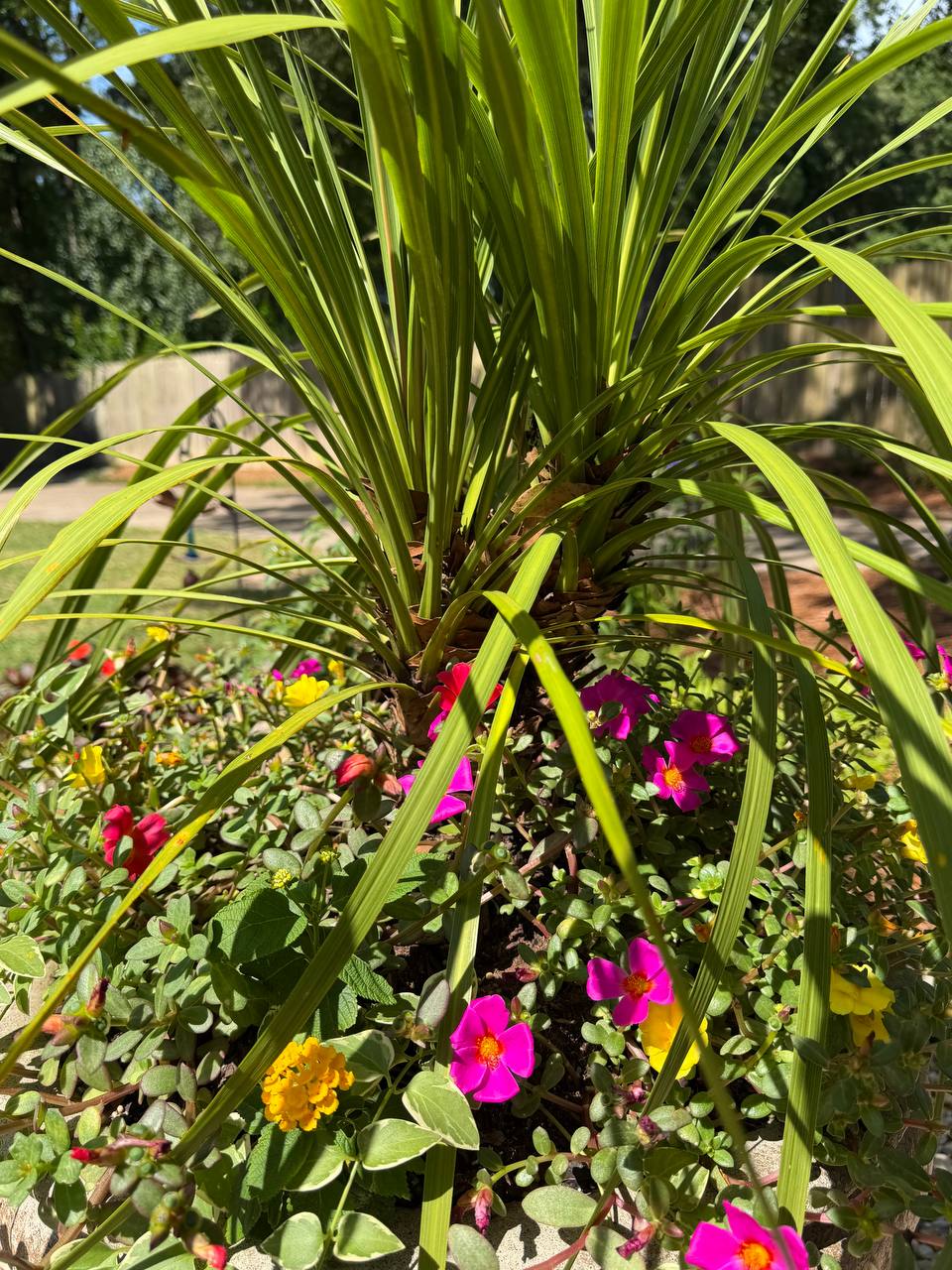 Seasonal color and planter project photo 11