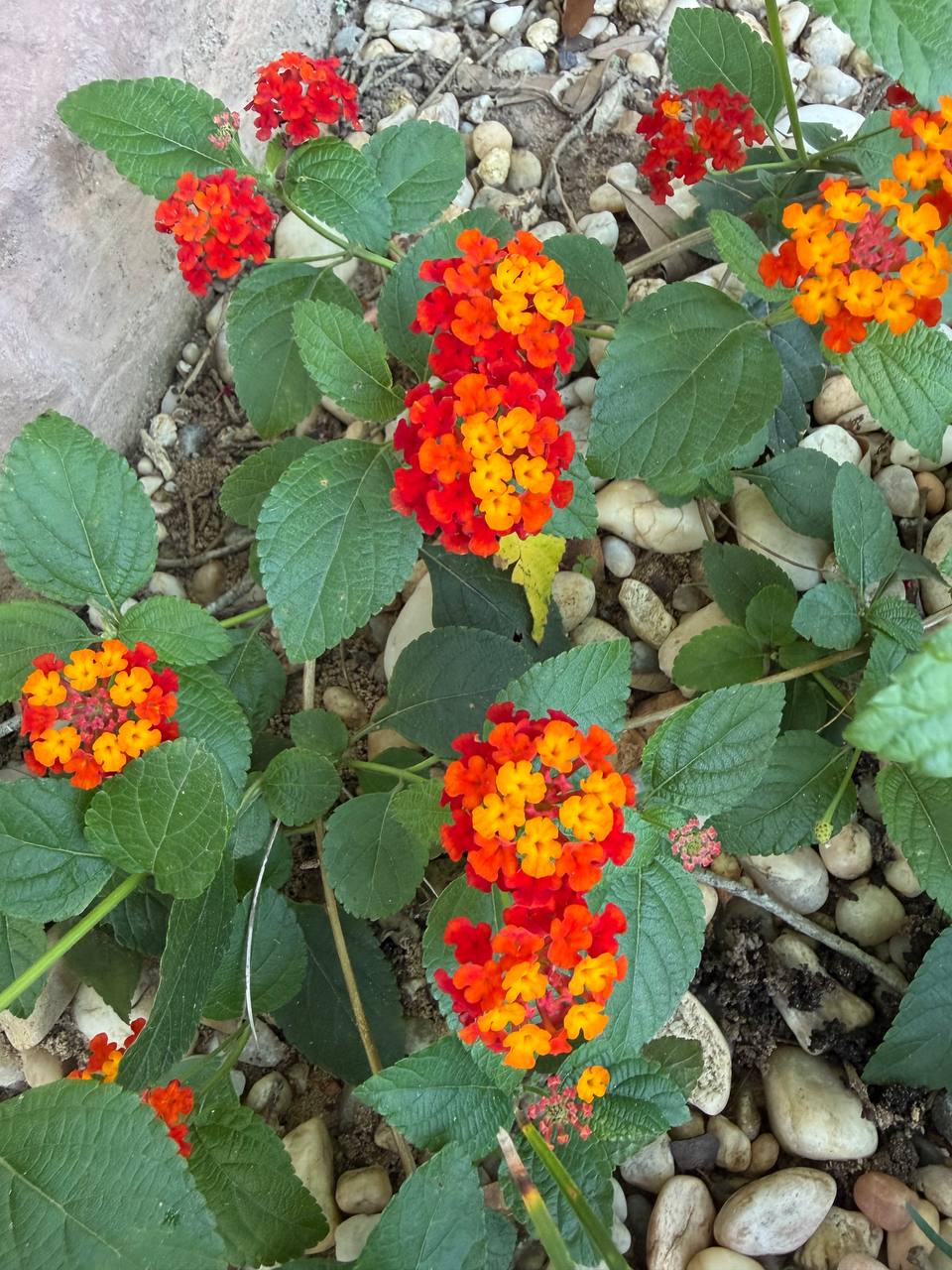 Seasonal color and planter project photo 12