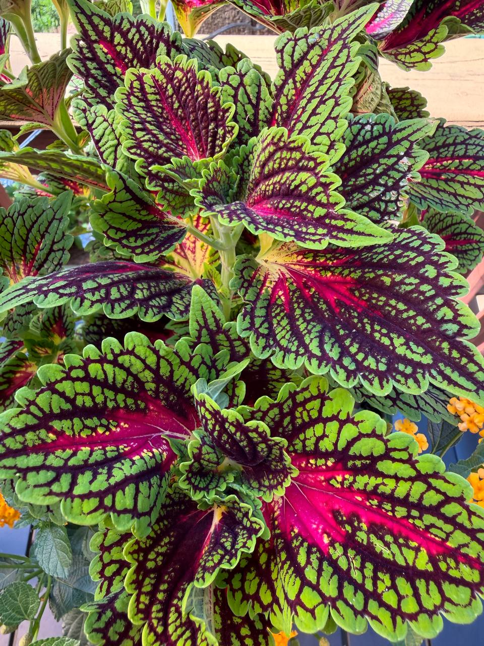 Seasonal color and planter project photo 15