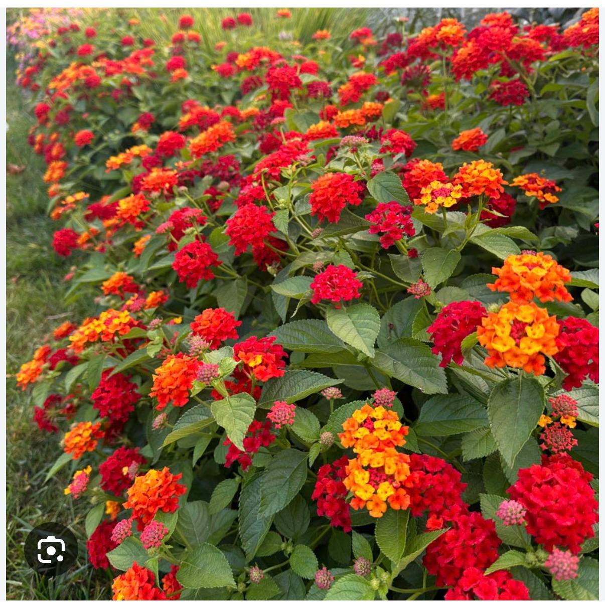 Seasonal color and planter project photo 18