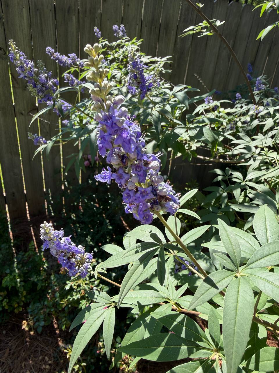 Seasonal color and planter project photo 2