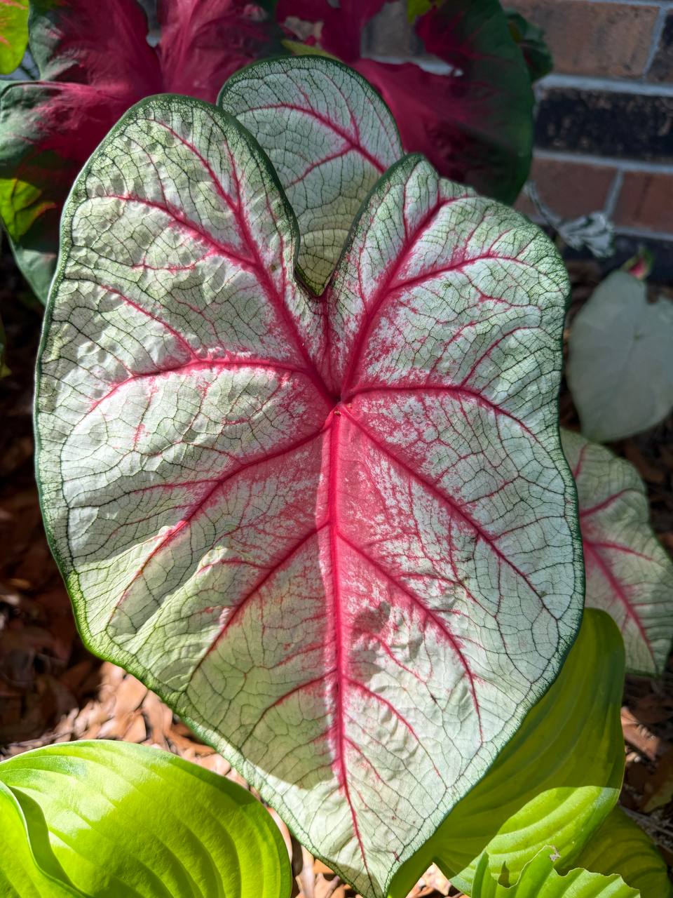 Seasonal color and planter project photo 20
